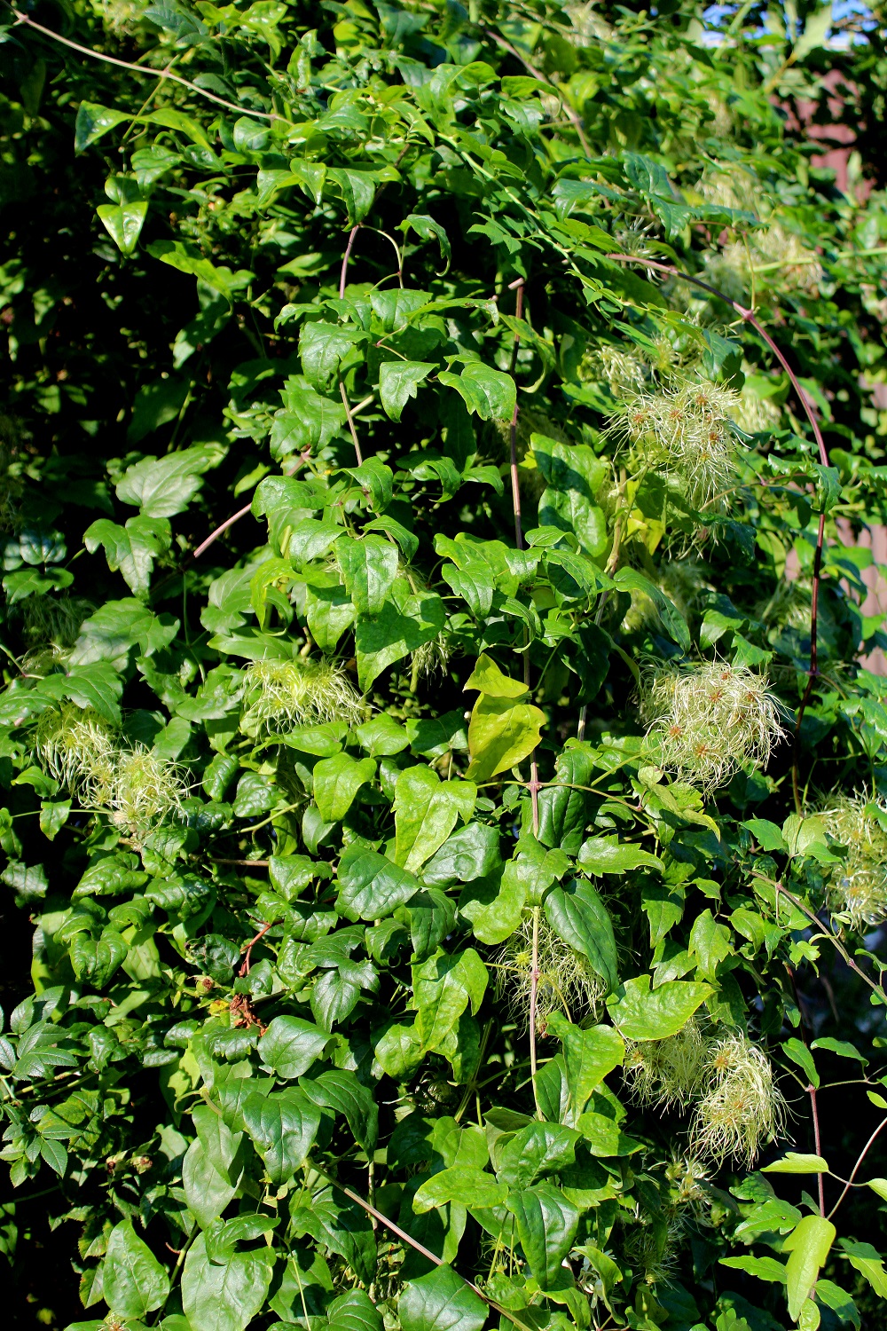 Gemeine Waldrebe (Clematis vitalba) Clematis Garten Wissen