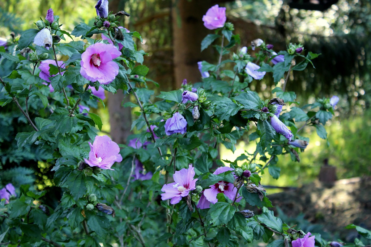 hibiskus 01 aug 30 2015 hoheneiche umgebung s1 Garten Wissen