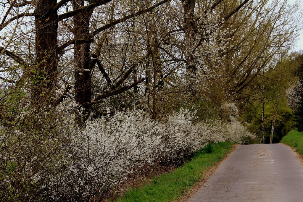 Schlehe, Schwarzdorn (Prunus spinosa) Garten Wissen