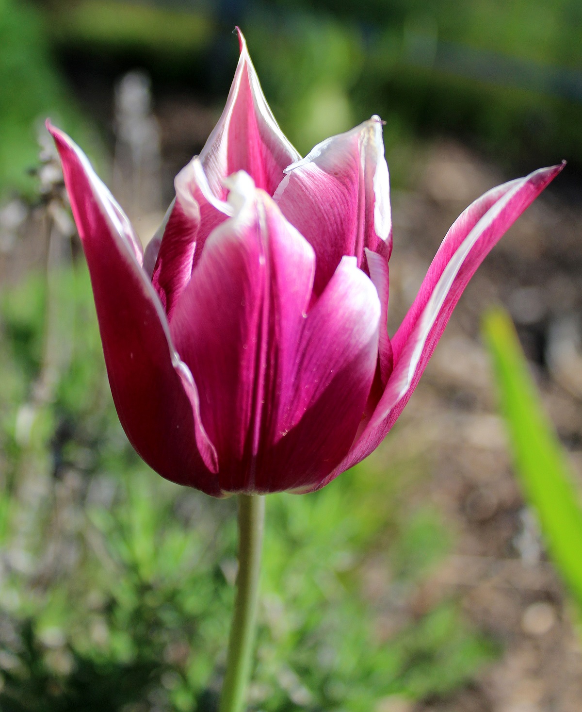 Lilienblütige Tulpen Tulpen Garten Wissen