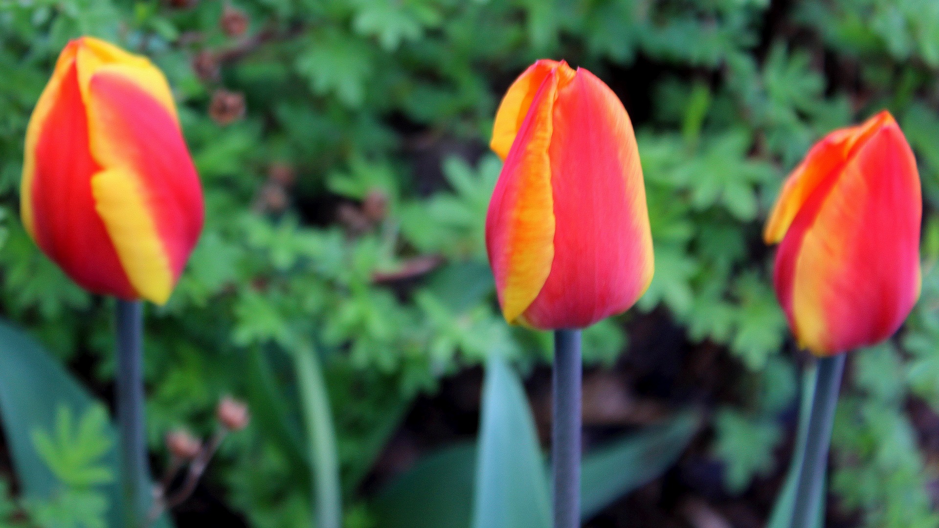 Klassifizierung der Tulpen Garten Wissen