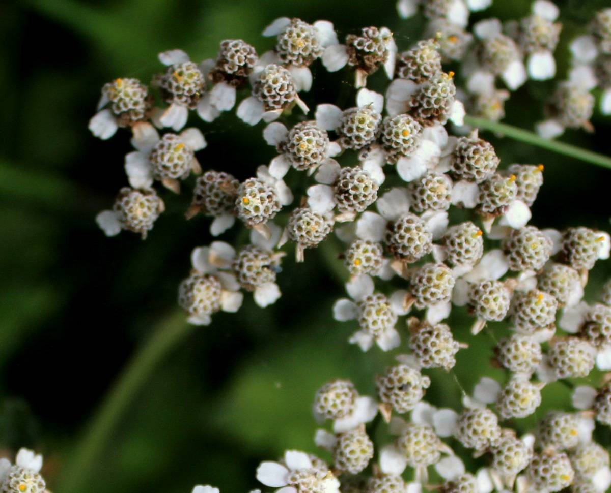 Blüten der Schafgarbe | Garten Wissen