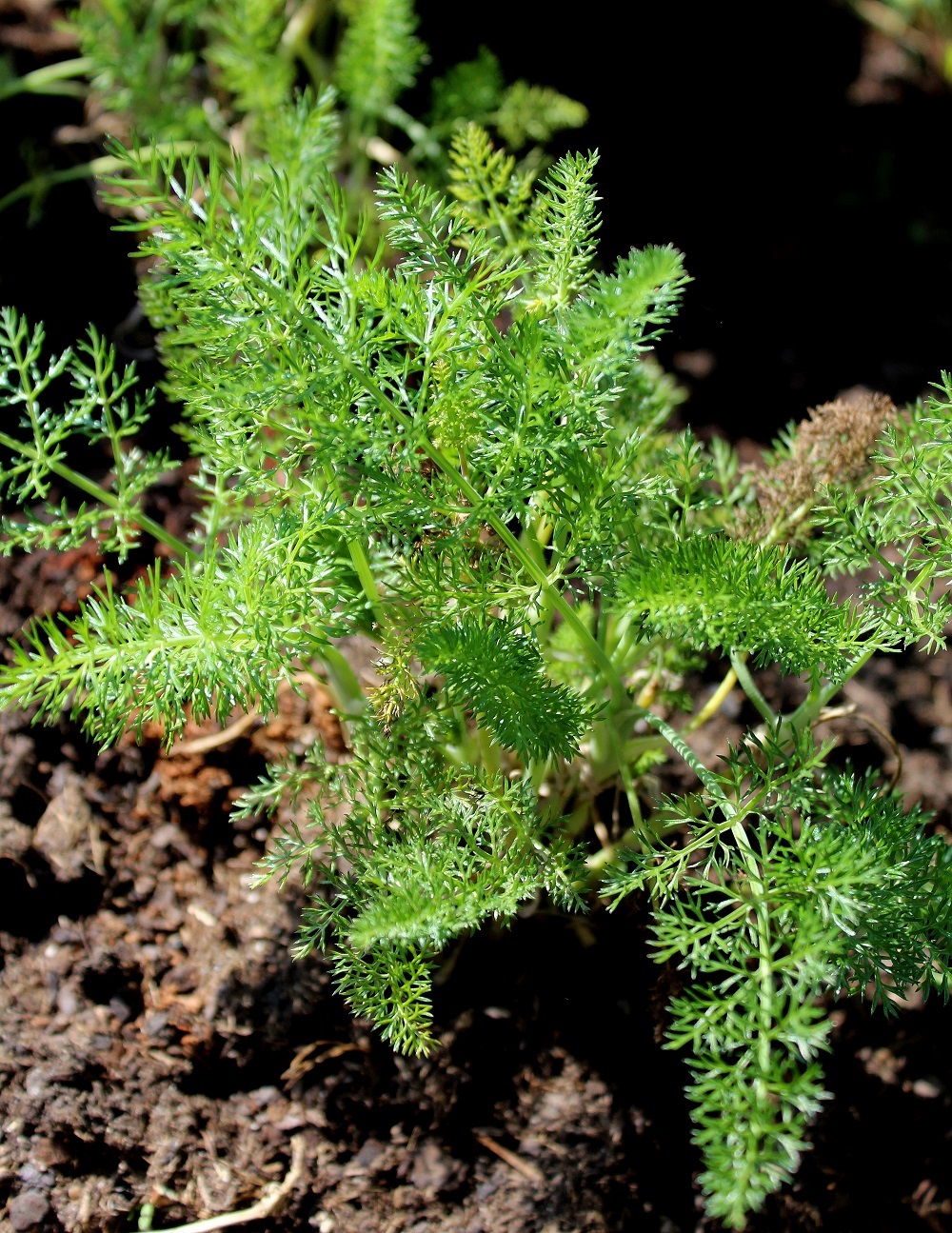 fenchel_01 Garten Wissen