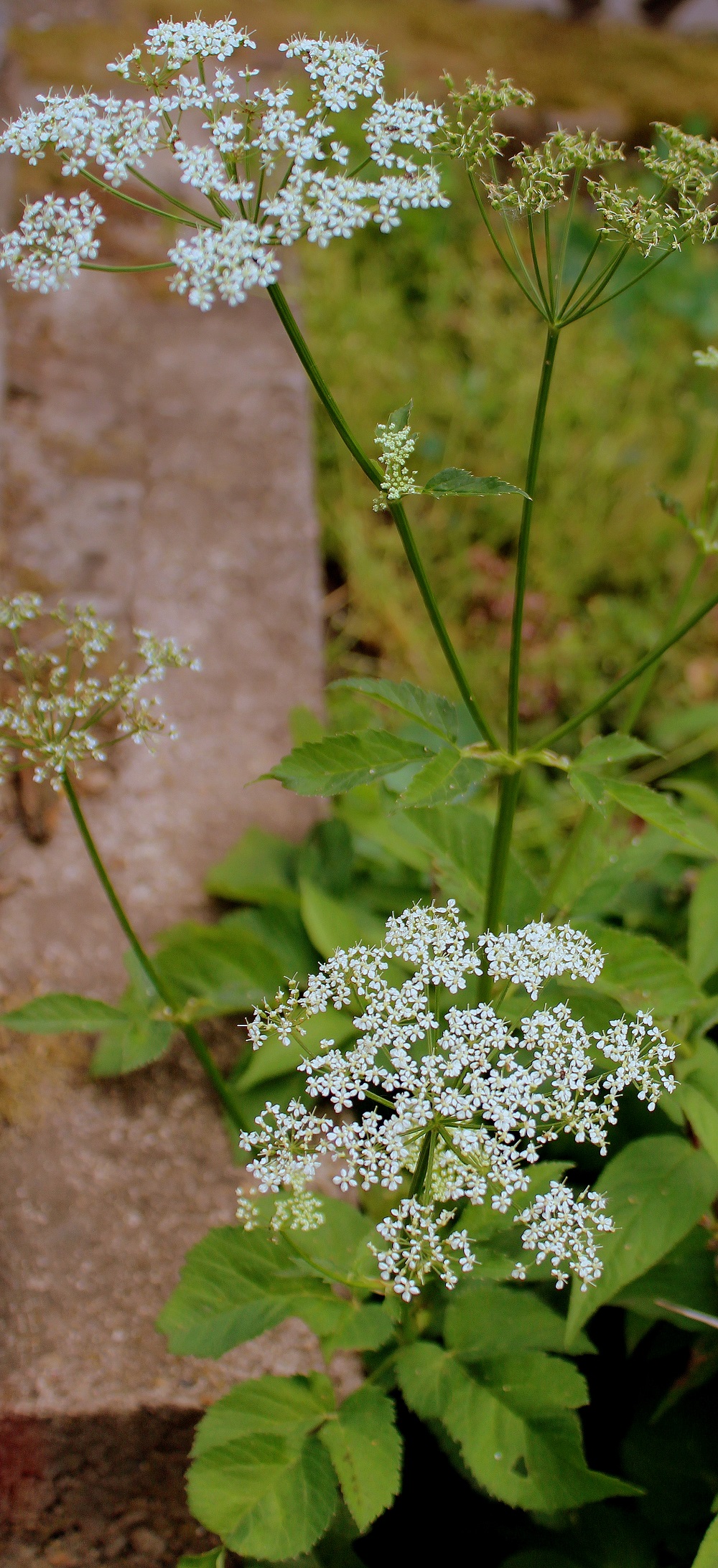 Giersch (Aegopodium podagraria) Giersch Garten Wissen