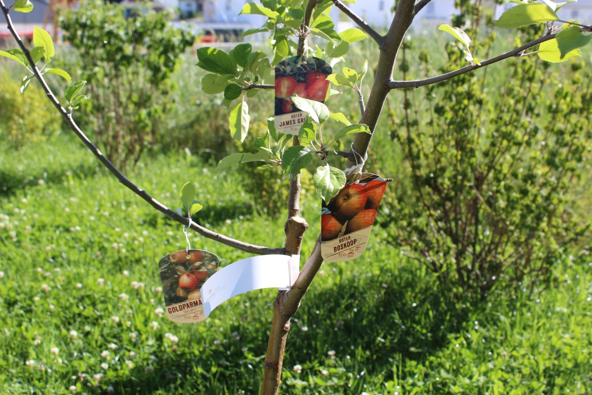 Familienbaum-Duo Apfelbaum, Zwei Sorten Apfelbaum Grushovka+Desertnoe
