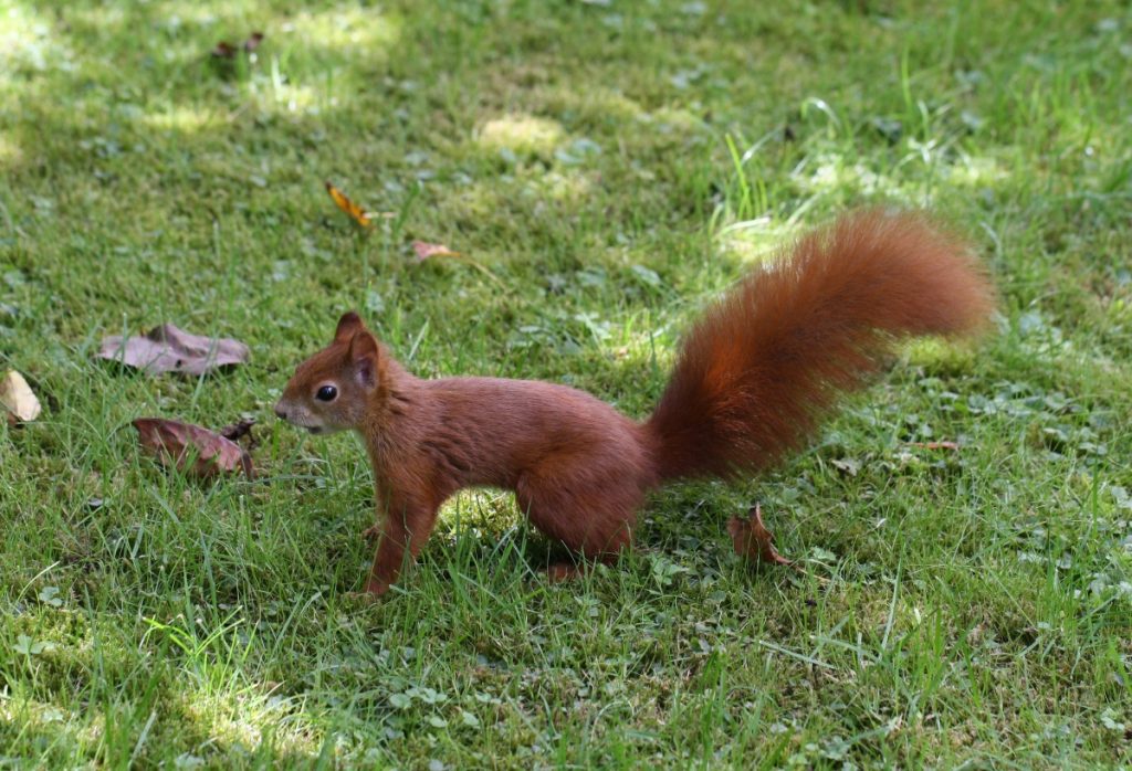 Eichhörnchen durchstreift den Garten