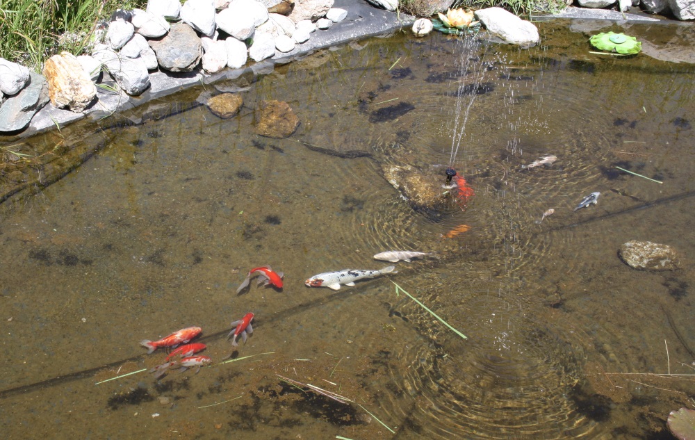 Teich mit Fischen