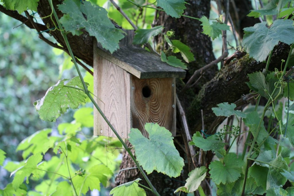 Nistkasten am Apfelbaum