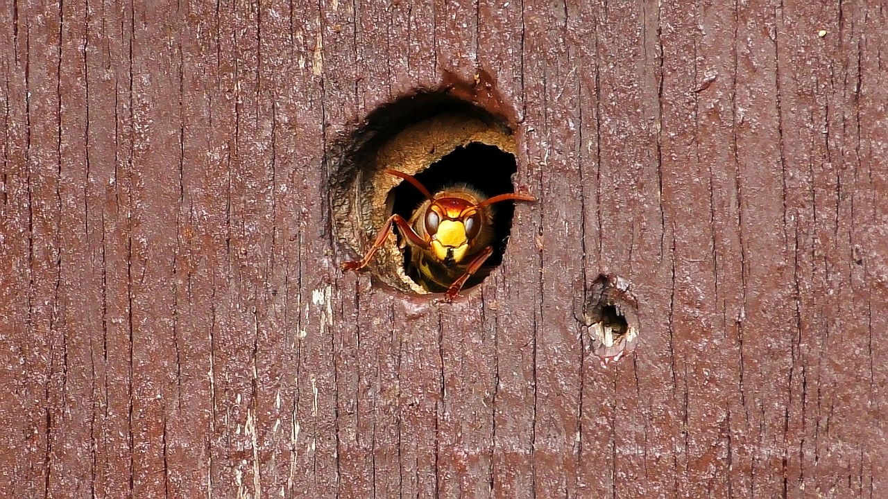 Ein Hornissennest im Garten, was tun? Garten Wissen